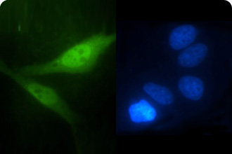 重组抗体定制服务