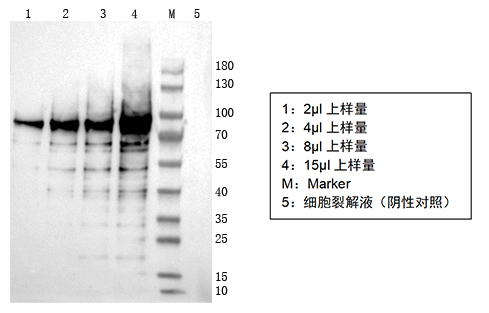 1749431915463946.jpg 图片4.jpg